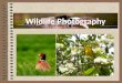 Wildlife Photography – How To Live And Enjoy It To The Fullest