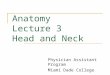 Anatomy Lect 3 Head & Neck