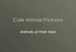 J17 cute animal pictures