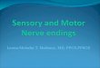 Sensory and Motor Nerve endings