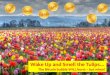 Bitcoin Crash => Wake up and Smell the tulips - When will the Bitcoin Bubble burst?