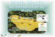 Moth Magic - an introduction to moths