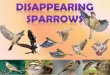 Disappearing Sparrows