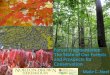 Forest Fragmentation: The States of Our Forests & Prospects for Conservation