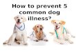How to prevent 5 common dog illness
