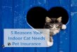5 Reasons Your Indoor Cat Needs Pet Insurance