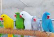 A Collection of Cute Birds