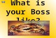 What is your Boss like?