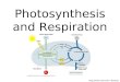 Chapter 09 Photosynthesis and Respiration