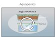 Aquaponics Introduction