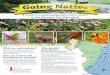 A Guide to Landscaping with Native Plants in the Barnegat Bay Watershed