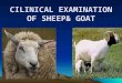Examen Clinico de Cabras y Ovejas