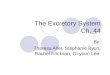 The+ Excretory+ System