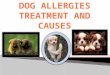 Dog Allergies Treatment and Causes