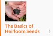The Basics of Heirloom Seeds