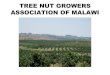 International roundup   a comprehensive report on the state of the global macadamia industry – malawi