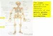 07 Appendicular Skeleton   Pelvic Girdle And Lower Limbs