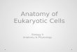 Eukaryotic Cell Anatomy and Cell Membrane Dynamics Lecture Powerpoint