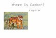 Where Is Carbon Agustin