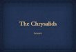 The Chrysalids Lesson I.pdf