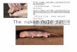 Naked Mole Rat Slides