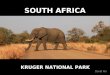 South Africa 2011 - Kruger National Park