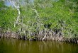 Colonisation and Succession in a mangrove Swamp