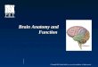 124129617 Brain Anatomy and Function Powepoint Ppt