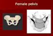 Female Pelvis