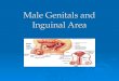 Male Genitals and Inguinal Area