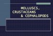 Molluscs Crustaceans & Cephalopods Species Only