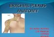 Anatomy of Brachial Plexus