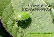 Stink bugs! pentamonium!
