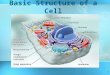 Cell structure revised