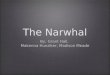 Narwhal The Presentation