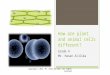 Differences Between Plant and Animal Cells