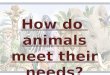 How do animals meet their needs
