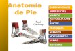 Anatomia de Pie