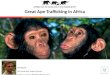 Great Ape Trafficking in Africa