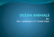 Ocean Animals Ppt