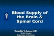 Blood Supply of the Brain and Spinal Cord