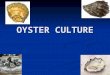 Oyster Culture