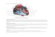 Anatomy and Physiology of Heart and Rhd