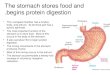Physiology, Lecture 8, GIT 2 (Stomach) (Slides)