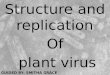 plant virus replication and structure