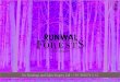 Pre Launch Runwal Forests- By Runwal Group. Kanjurmarg West