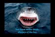 The great white shark masters of the sea