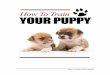 How to train your puppy - Best Secrets