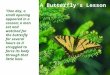 Butterfly importance