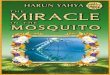 Miracle In The Mosquito